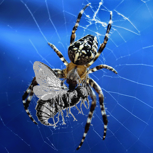Паук-крестовик поймал гигантскую муху Spider10